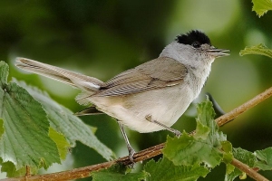 OcellsMalta. El mascle de tallarol de casquet (<i>Sylvia atricapilla</i>) o capinegra té el capell d