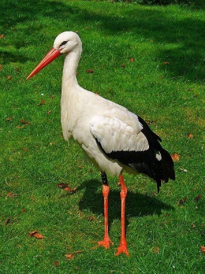 OcellsMalta. La cigonya (<i>Ciconia ciconia</i>) té un nom molt similar en diverses llengües romàniq