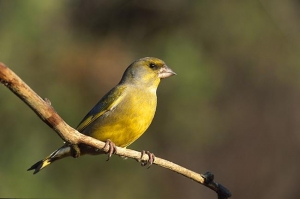 OcellsMalta. Mascle de verdum (<i>Carduelis chloris</i>)